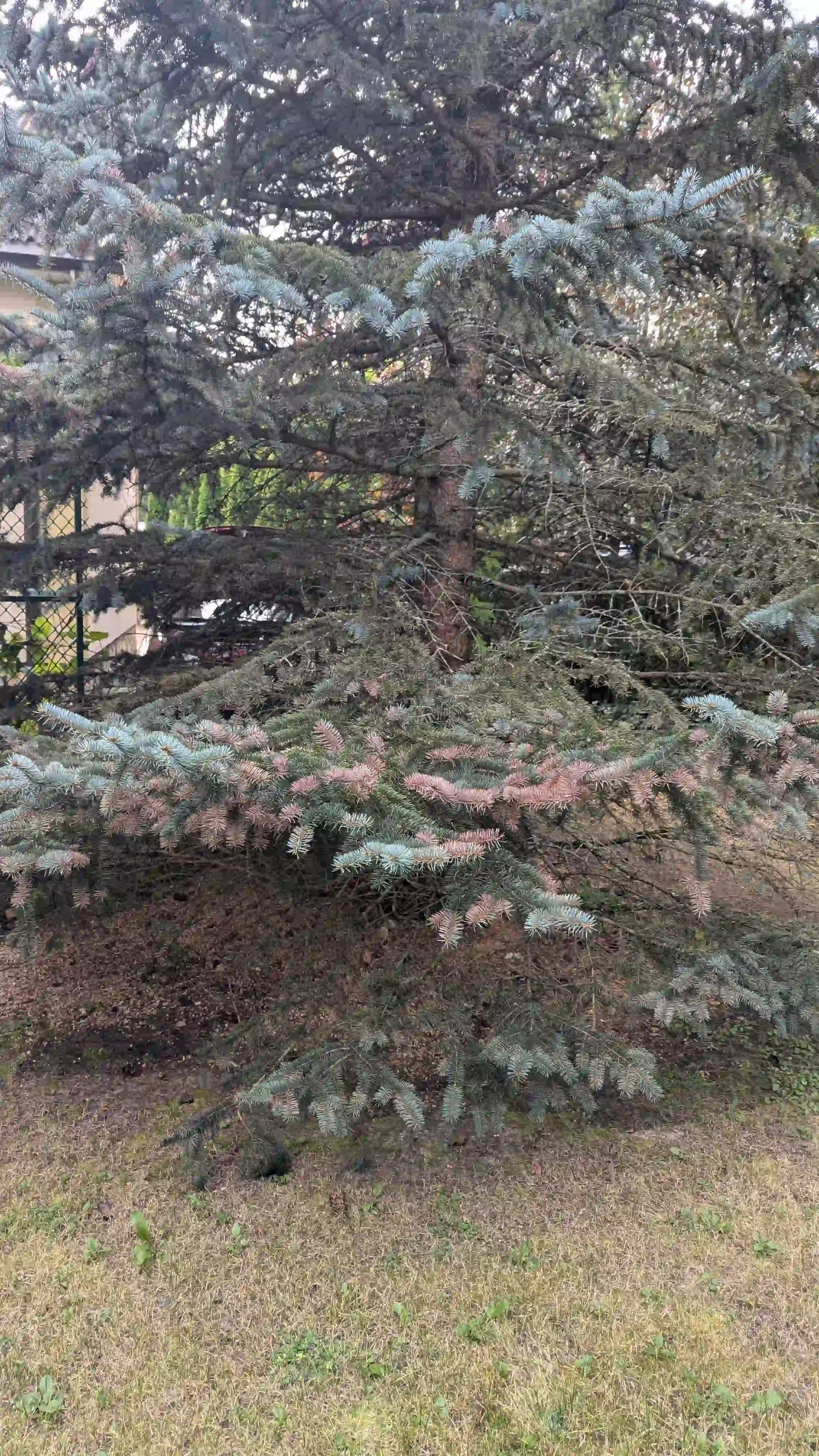 Хроническое шютте в г. Некрасовка