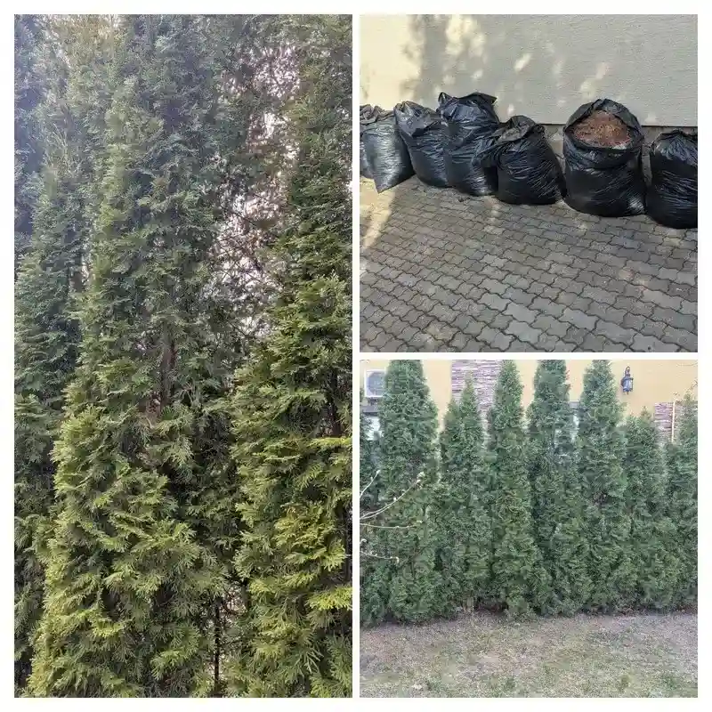 Восстановление туй в г. Некрасовка
